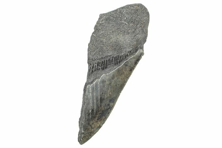 Partial, Fossil Megalodon Tooth - Serrated Edge #327715